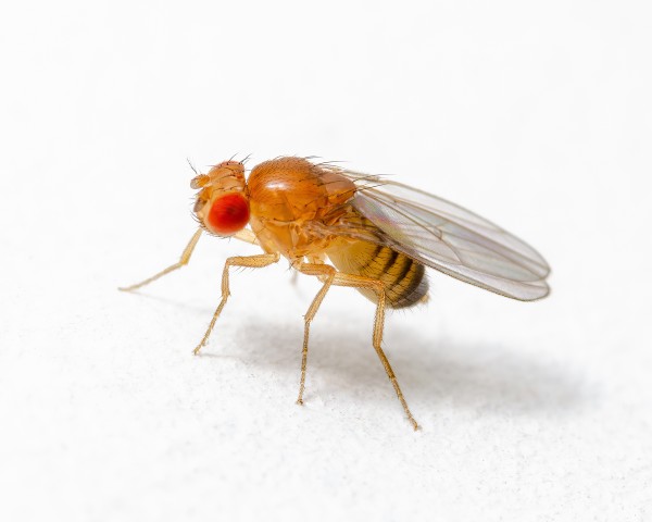 Lebendfutter - Drosophila flugunfähig - vers. Größen