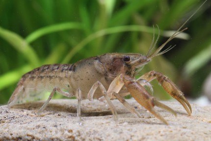 Montezuma dwarf crayfish - Cambarellus montezumae