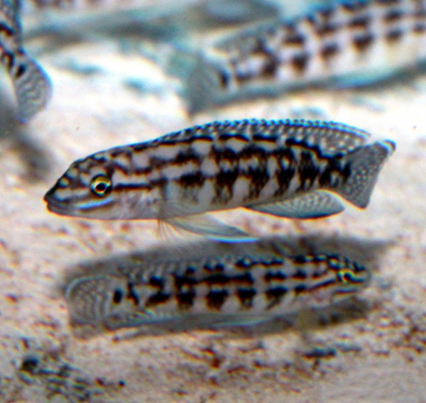 Julidochromis marlieri Kasanga - 6-8cm