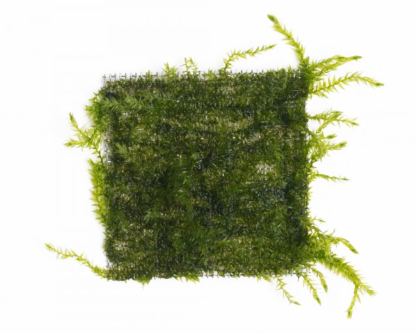 Natureholic Moss Pad - Bubble Moss - 5 x 5cm