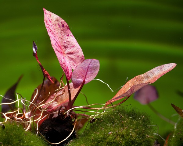 Roter Tigerlotus - Nymphaea lotus rubra