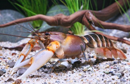 Zebra crayfish - Cherax peknyi - DNZ