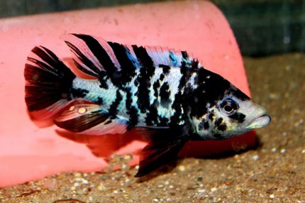 Paralabidochromis chiloetes Ruti - 8-10cm - OB femelles