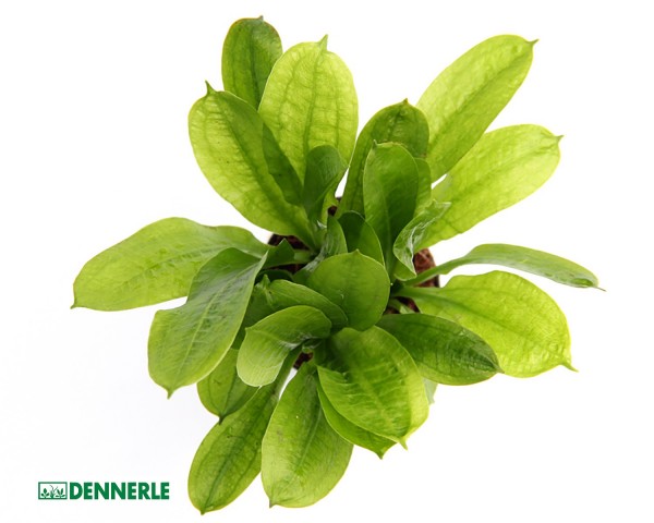Samolus sword plant - Echinodorus grisebachii Tropica - Dennerle pot
