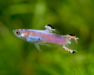 Endler Guppy - Poecilia wingei - (Nano Fisch - Weibchen & Männchen)