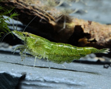 Green jade pregnant shrimp - Neocaridina davidi