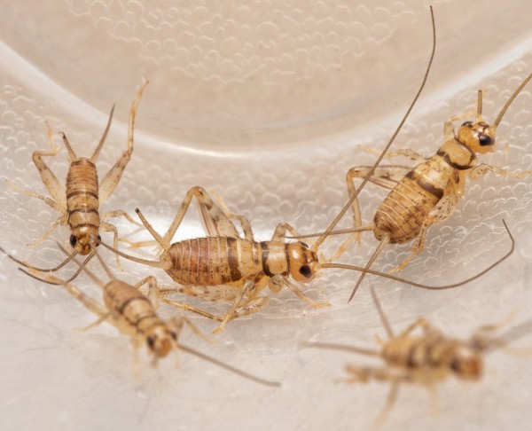 Live food - Short-winged crickets vers. Sizes