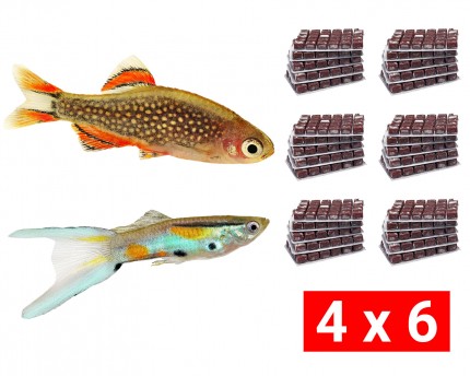 Frozen food bundle for nano and mini fish - 24 pcs.
