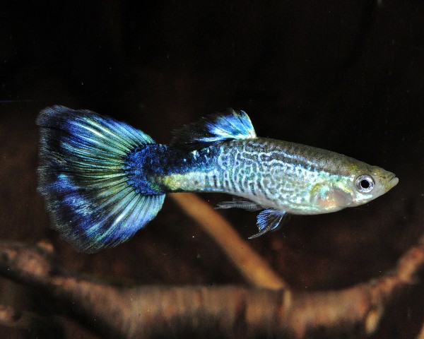 Guppy männlich "cobra blue" - Poecilia reticulata