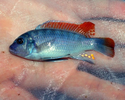 Metriaclima greshakei Makokola Reef - 6-8cm