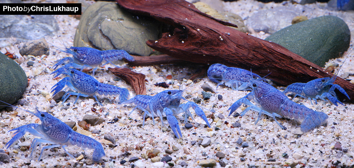Blaue Floridakrebs - Procambarus alenii