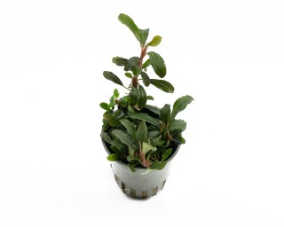 Bucephalandra green wavy - NatureHolic Plants - Topf