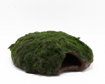 Crusta Igloo XL med Cladophora Moss - Akvarium gömställen
