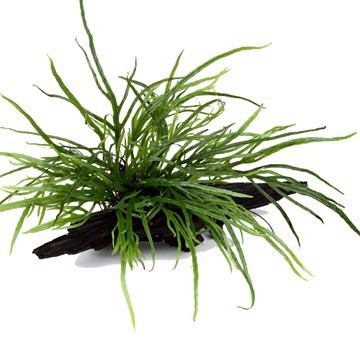 Narrow-leaved Java fern - Microsorum pteropus 'Trident' - Tropica plant on roots
