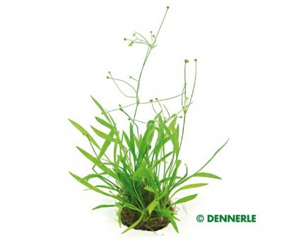Grasartige Zwerg - Schwertpflanze, Echinodorus tenellus - Topf