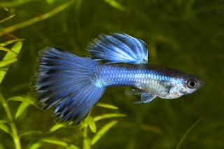 Guppy männlich blue glass - Poecilia reticulata