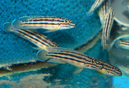 Julidochromis regani Nsumbu 