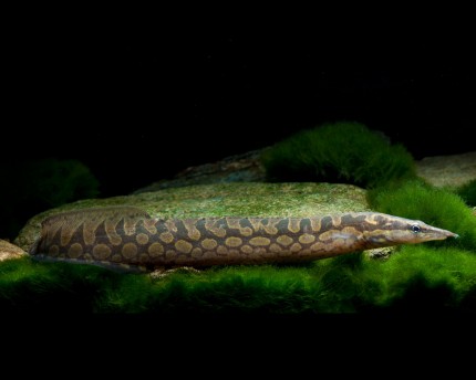 Python spiny eel - Mastacembelus armatus