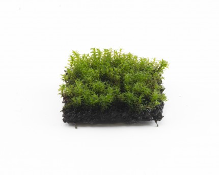 Natureholic moss pad - Fissidens hougouke - 2 x 2cm
