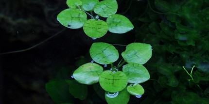 Grenouillette d'Amérique du Sud - Limnobium laevigatum - Tropica InVitro