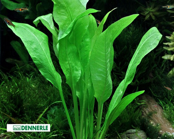 Stor Amazonas svärdsplanta - Echinodorus bleheri - Dennerle kruka