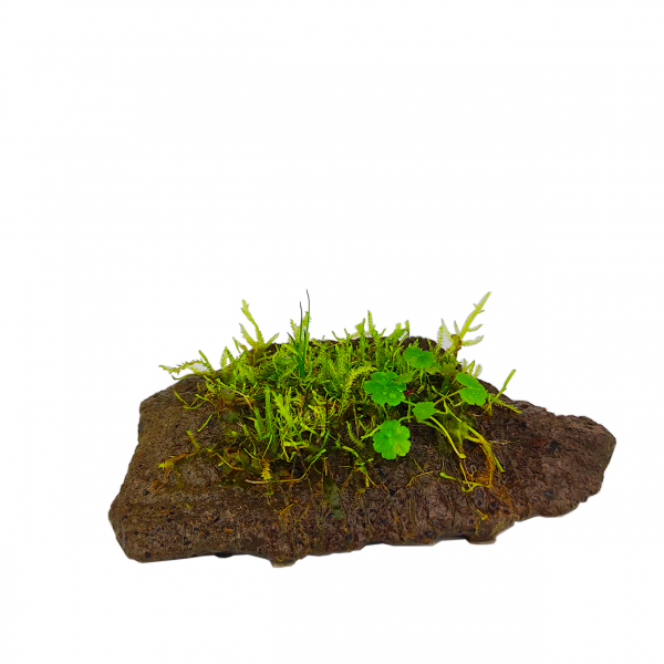 PlantMyTank - "Bienenwiese" Vulkangestein 7-10cm mit Moosmix - & Hydrocotyle