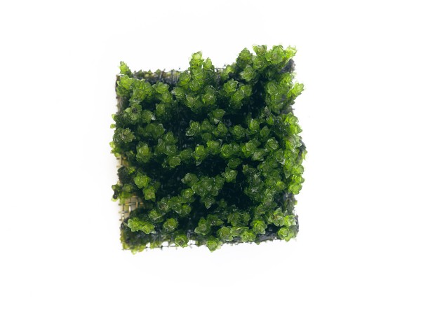 Natureholic Moss Pad - Hook - 3 x 3cm