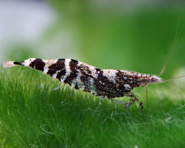 Crevette ninja - Caridina serratirostris
