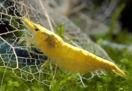 Carrying Yellow Fire Shrimp - Yellow Shrimp