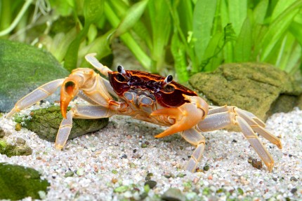Crabe towuti - Crabe brun rouillé du Sulawesi - Parathelphusa ferruginea