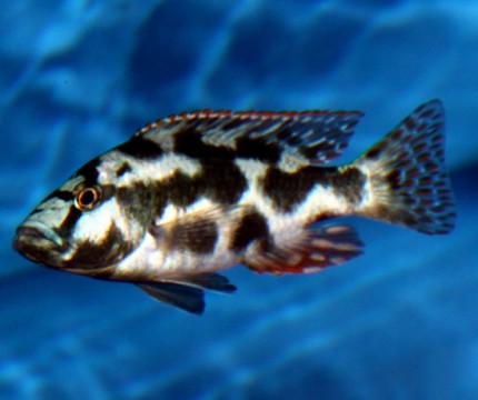 Nimbochromis livingstoni - 13-15cm