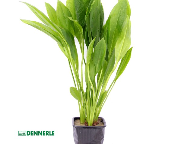 Large Amazon plant sword plant - Echinodorus grisebachii Bleherae - Dennerle XL pot