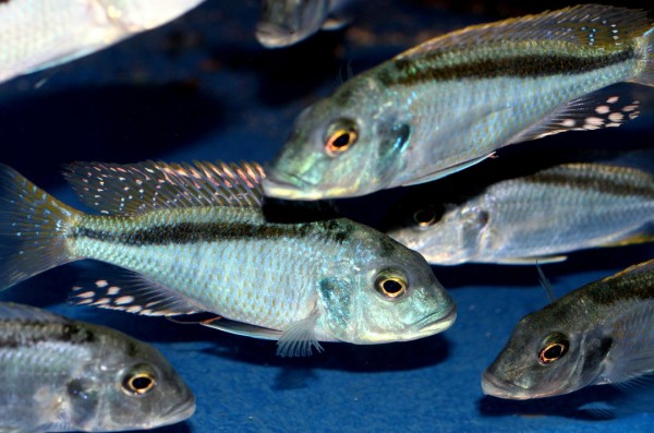 Buccochromis nototaenia - 10-12cm