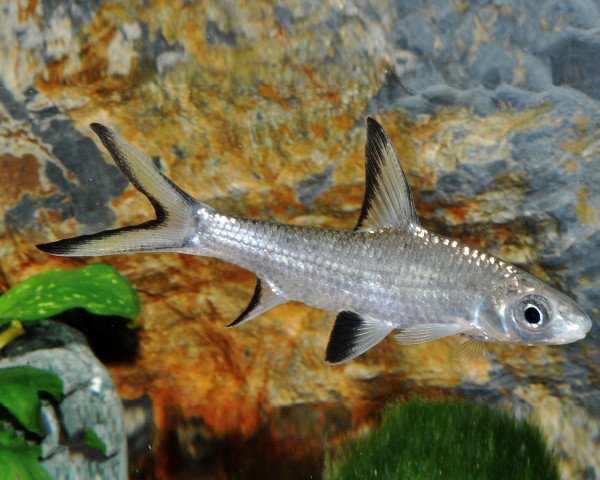 Shark Barb - Balantiocheilus melanopterus