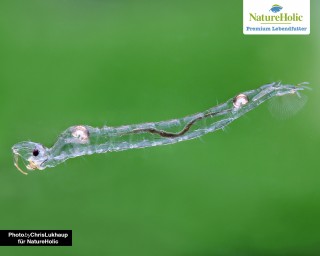 Weiße Mückenlarven - NatureHolic Lebendfutter