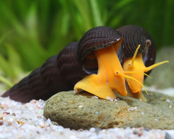 Orange rock snail - Orange Tylomelania