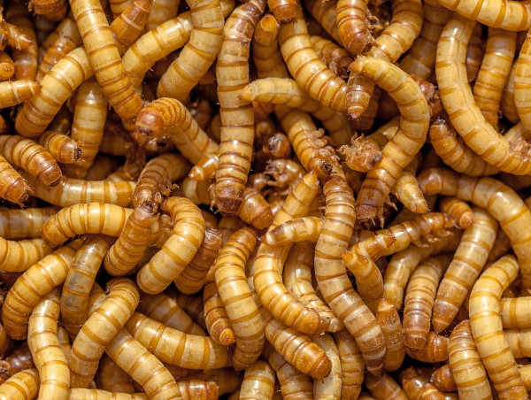 Live food - Mealworms vers. Sizes