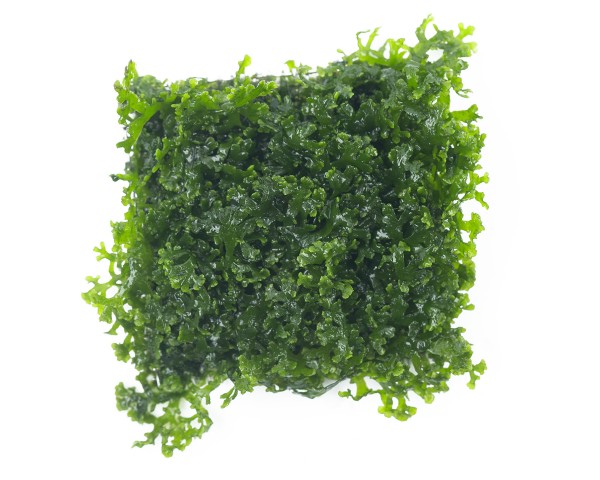 Natureholic Moss Pad - Riccardia sp. "graeffei" - 3 x 3cm