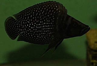 Altolamprologus calvus black pectoral Lupota - 6-8cm