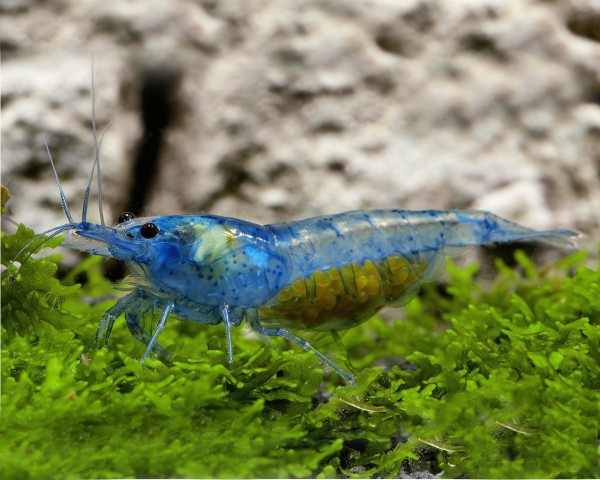 Bärande av Blue Jelly Shrimp - Neocaridina davidi "Blue Jelly Shrimp"