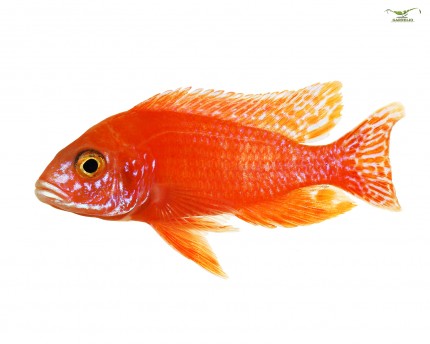 3x Cichlidés empereurs rouges - Aulonocara fire fish - TRIO (1m/2f) DNZ