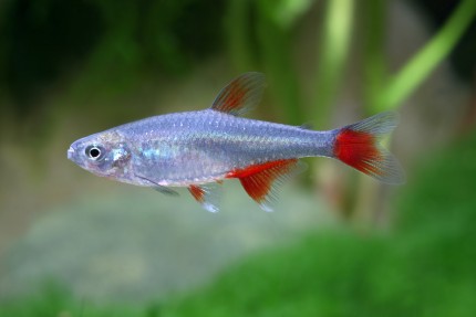 Red fin tetra - Aphyocharax anisitsi