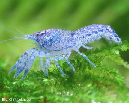 Blue dwarf crayfish - Cambarellus shufeltii