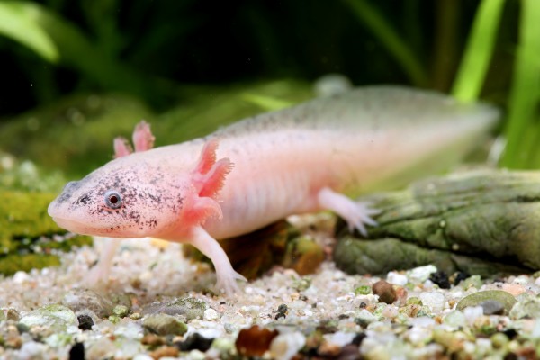 Axolotl - l'animal sacré des Aztèques en aquarium