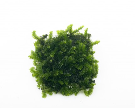 Natureholic Moss Pad - Callicostella sp. 