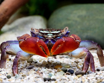 Crabe de mangrove Neon Face - Perisesarma Eumolpe