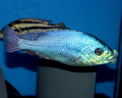 Cheilochromis euchilus Likoma - 16-20cm - rare
