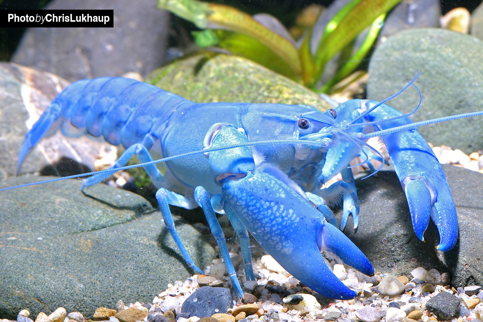 Blauer Yabby "Blue Pearl - Cherax destructor im Aquarium