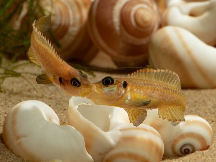 Snail cichlid DNZ - Lamprologus ocellatus