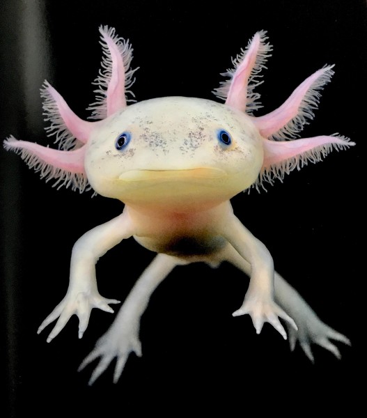 Axolotl "Weiß" - Ambystoma mexicanum - DNZ